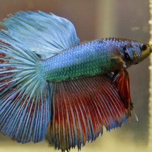 https://www.pecesbogota.co/wp-content/uploads/2024/02/prod-Betta-macho2-300x300.jpg